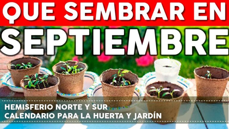 que plantar en septiembre en maceta