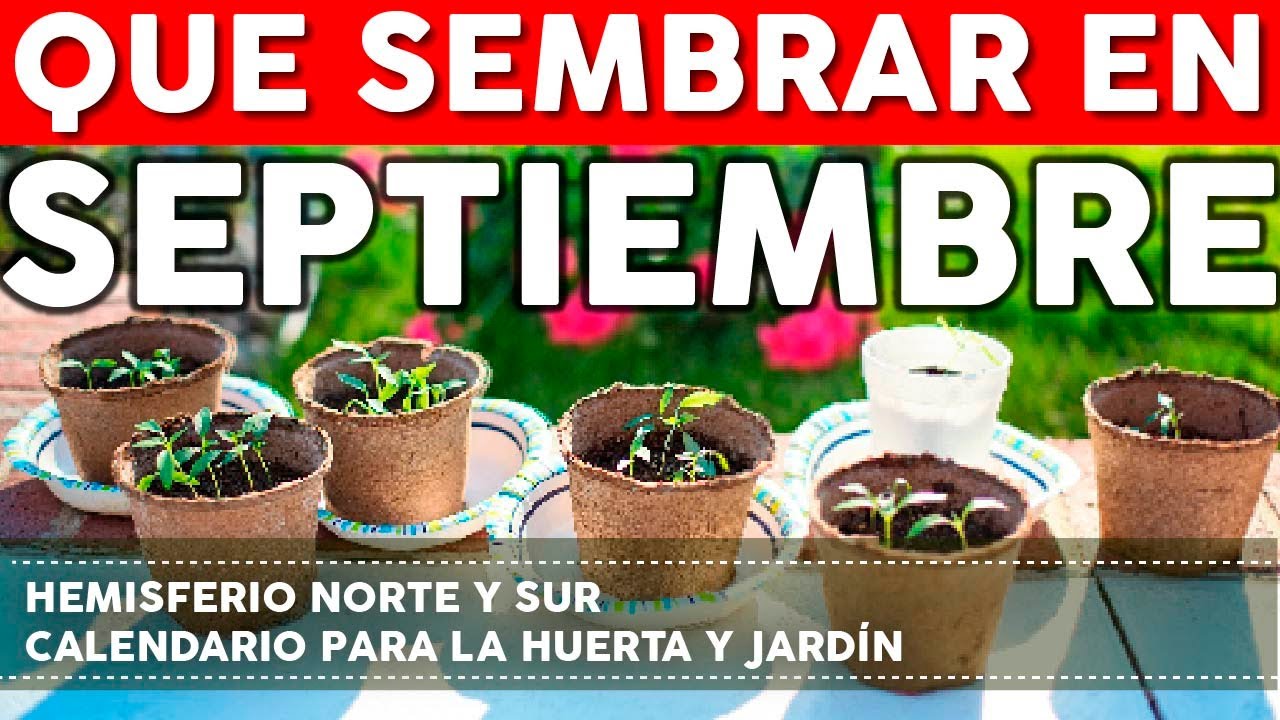 que plantar en septiembre en maceta