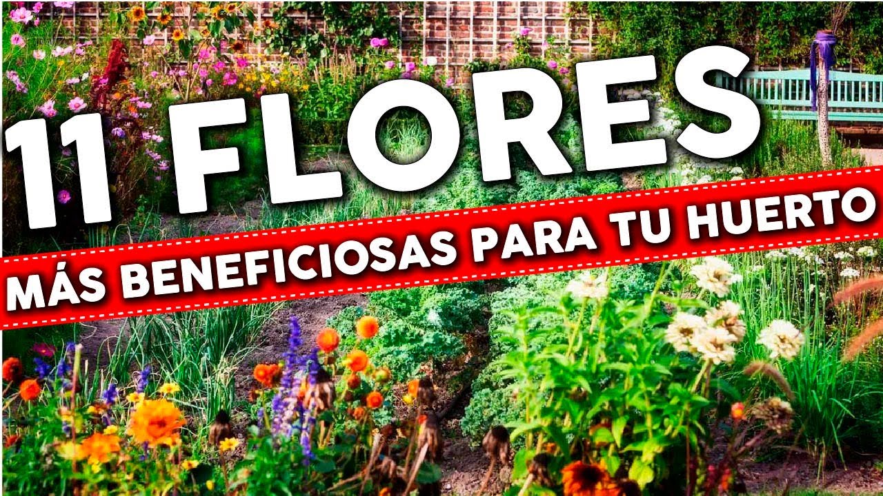 que plantas se pueden plantar ahora