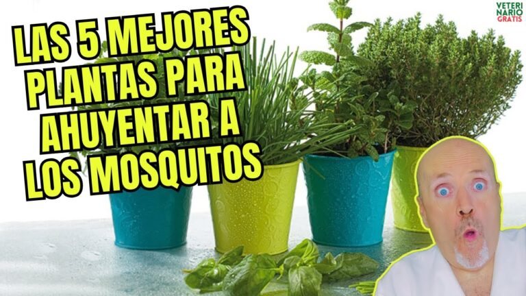 que poner en la terraza para los mosquitos