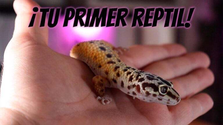 que reptiles se pueden tener de mascota en españa