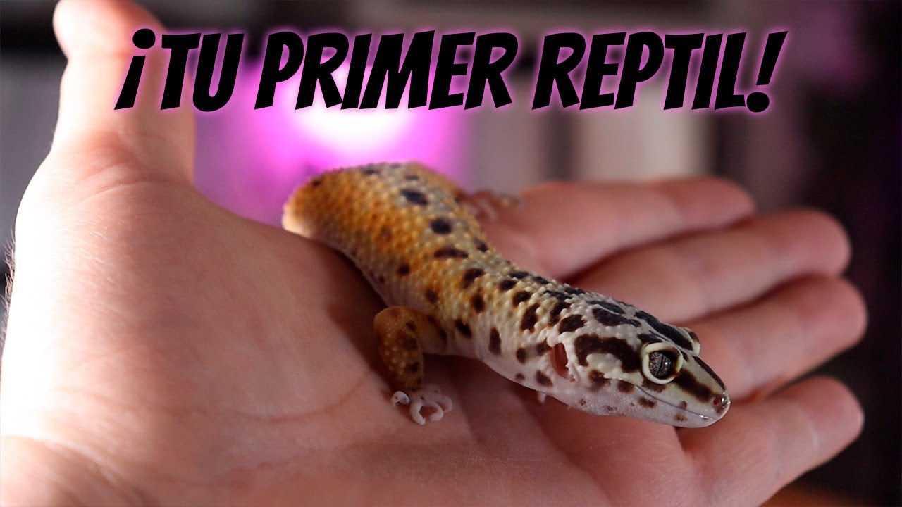 que reptiles se pueden tener de mascota en españa