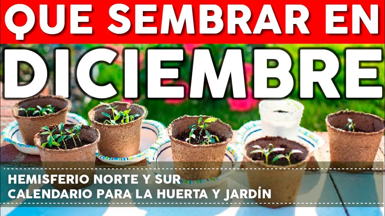 que se puede plantar en diciembre