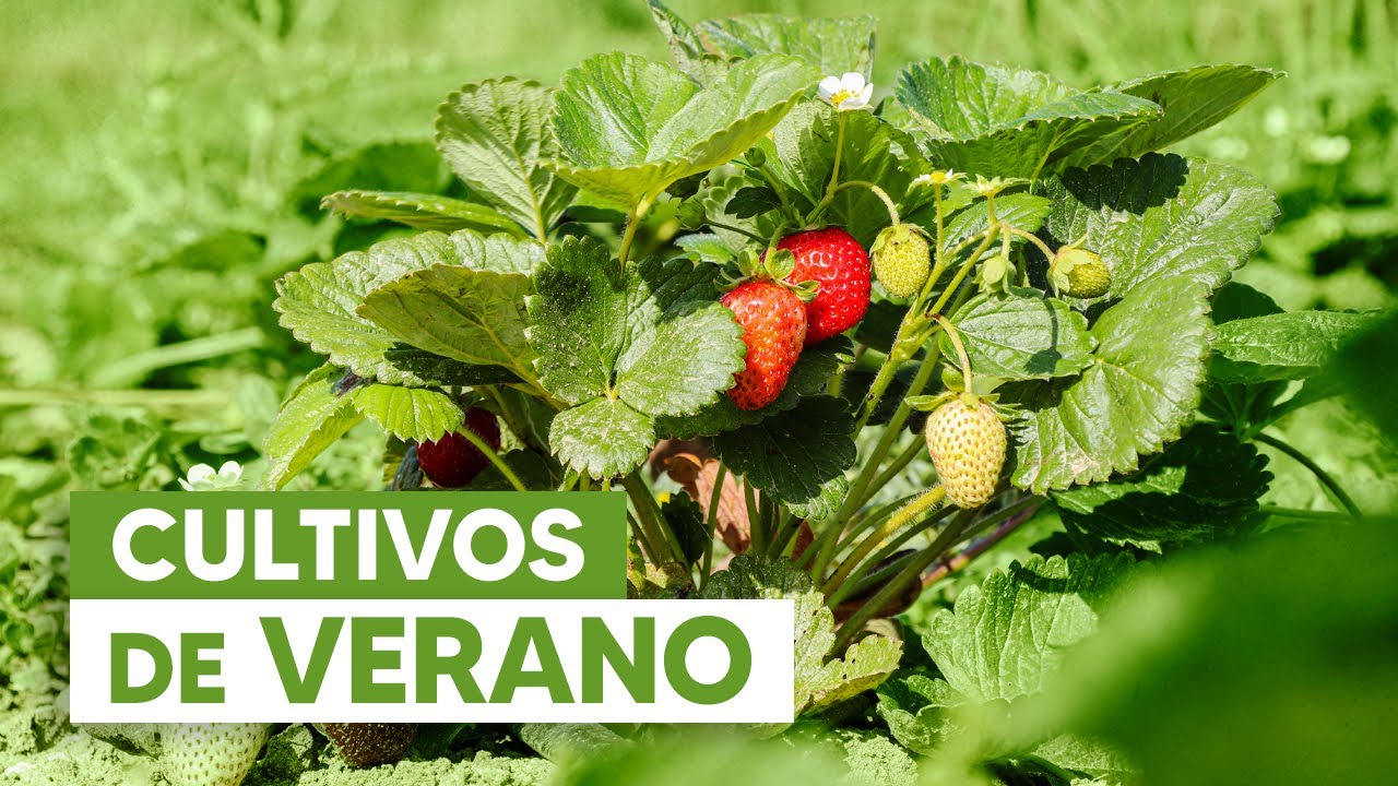 que se puede plantar en verano