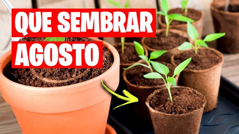 que se puede sembrar en agosto