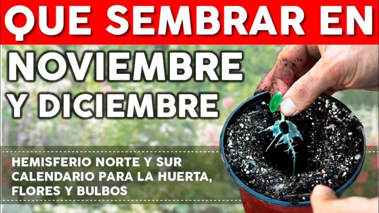 que sembrar en noviembre y diciembre
