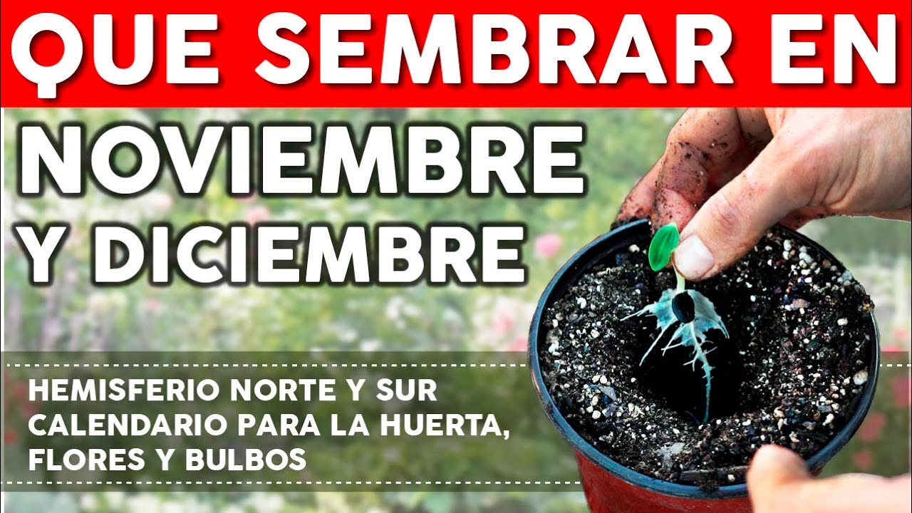 que sembrar en noviembre y diciembre