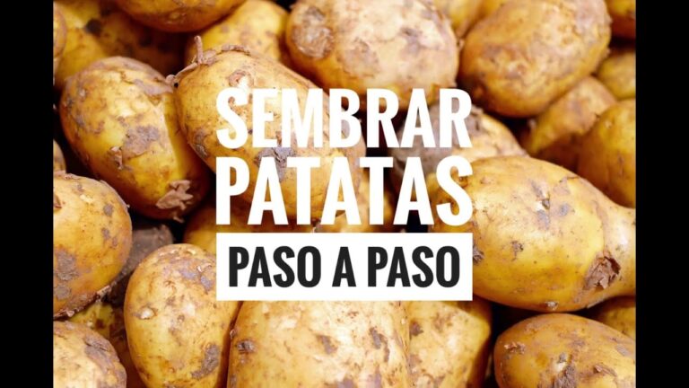 que sembrar en verano despues de la patata