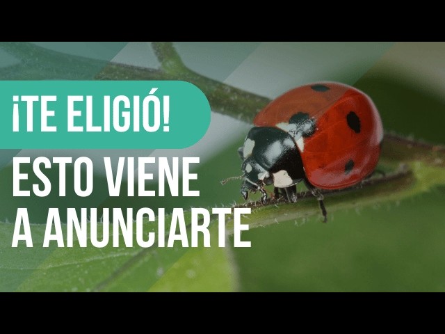 que significa encontrar una mariquita en casa