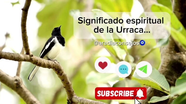 que significa la visita de una urraca en tu casa