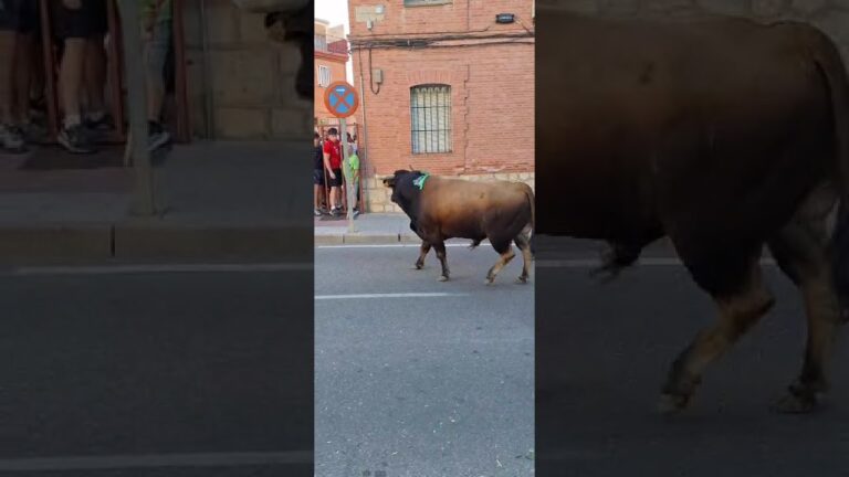 que ver en tudela de duero